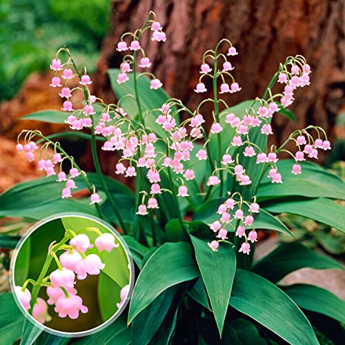 Rosa Convallaria Majalis Mughetto Perenni (10 piante/bulbi), Grandi piante perenni da profumo resistenti dall'Olanda per giardino e vaso (bulbi grandi, senza semi e non artificiali)