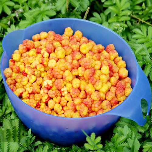 moltebeeren pflanze - samen bio saatgut büropflanzen winterfeste pflanzen für balkon pflanzensamen stauden hochbeete für garten obstbaum topfpflanzen draußen winterhart hochbeet balkon 30pcs