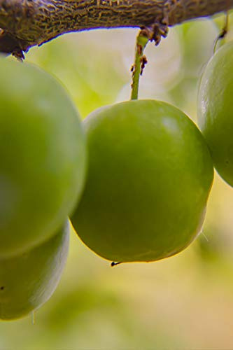 pianta di Susino o Susina albero di Susino o Susina varietà Regina Claudia Verde in vaso Età 2 anni pianta vera di Susino o Susina venduta da eGarden.store