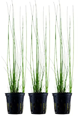 AquaOne Aquarium Pflanze 3 Stück Eleocharis montevidensis I Wasserpflanze Aquariumpflanze Ausläufer voll durchwurzelt einfach pflegeleicht Aquascaping Dekoration