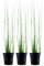 AquaOne Aquarium Pflanze 3 Stück Eleocharis montevidensis I Wasserpflanze Aquariumpflanze Ausläufer voll durchwurzelt einfach pflegeleicht Aquascaping Dekoration