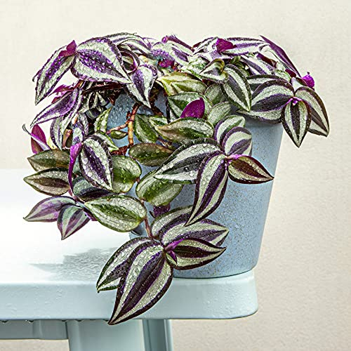 Houseplants Tradescantia 'Pink Joy' Tender Perennial Pink White Blooms Easy to Grow Your Own Indoor House Plants 1x 10.5cm Potted Plant by Thompson and Morgan