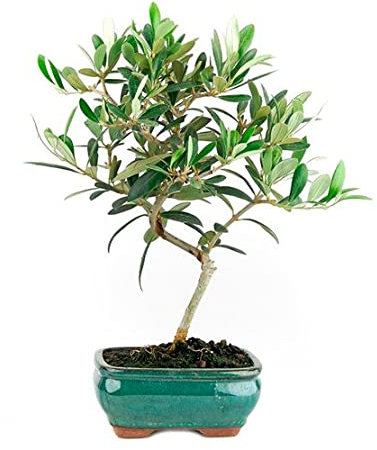 Bonsái Olivo Silvestre Acebuche Olea Europaea Sylvestris