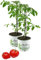 Tomatenpflanze, Fleurette F1 2er Set - Coeur de Boeuf, Veredelte Ochsenherz Tomate, Fleischtomate, Tomatenpflanzen