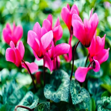 20 graines de fleurs de cyclamen rose