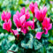 20 graines de fleurs de cyclamen rose