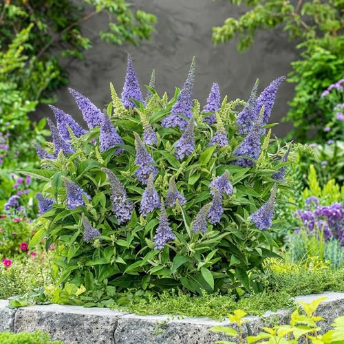 Green boutiQ - Plante de jardin - Buddleja davidii Butterfly Candy Little Lila - Arbre à papillons - Compact - Lilas - 3 Plantes - Pot 12cm - Hauteur 20-25cm