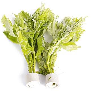 PondPlantsUK 2 x Live Plants for aquascaping, mosses, Fern, Tropical Aquatic Plants in Ceramic Weights (Hygrophila Difformis)