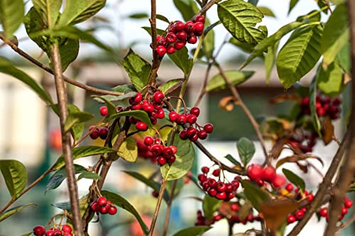 Cotoneaster watereri 'Pendulus' 100–125 cm – Winterhart, Mehrjährig, Pflegeleicht – Hängende Zwergmispel – Hängegehölz für Kübel & Hängekorb