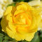 Gelb Rosen pflanzen (1 Duftende Pflanze), große winterhart mehrjährig Stauden, Pflanzen aus Holland für Garten und Topf (kein Samen, blumenzwiebeln und nicht künstlich)