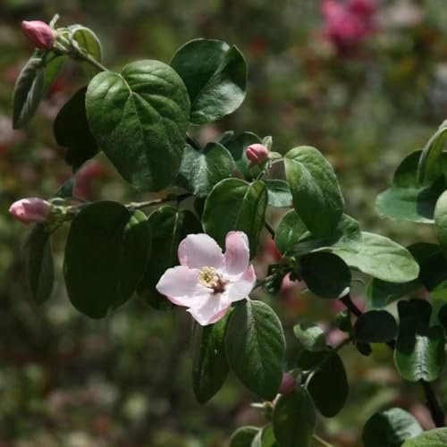 semillas de membrillo - árbol frutal membrillo semillas de bonsái Semillas de jardín para macetas plantas exóticas árboles frutales columnares resistentes Plantas de balcón, plantas de 25pcs