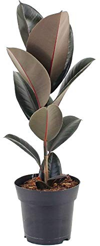Ficus Elastica Abidjan Gummibaum fürs Zuhause oder das Büro (30 – 40 cm mit Topf)
