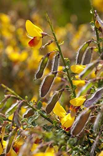 Cytisus scoparius 'Andreanus Splendens' 60-80 cm - Besenginster, gelb-rote Blüten, Blütezeit Mai-Juni, ideal für Rabatten, pflegeleicht und winterhart