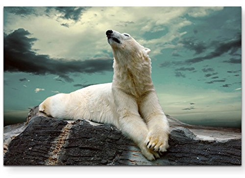Paul Sinus Art Leinwandbilder | Bilder Leinwand 120x80cm liegender Eisbär auf Felsen
