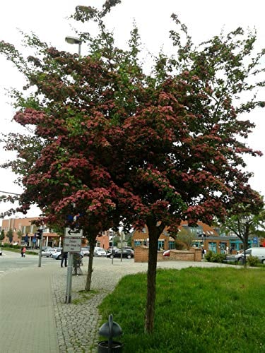 Rotdorn - Stämmchen, Crataegus laevigata Paul Scarlet, Höhe: 180-190 cm + Dünger