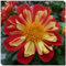 Dahlienzwiebeln Dahlien knollen winterhart Dahlien knollen großblumig winterhart Dahlien knollen winterhart rot