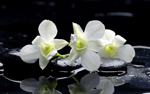 HXA DECO Tableau Photo Zen orchidées et Galets - 80x50 cm - Made in France - 80x50