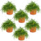 Rhipsalis baccifera 'Oasis' | Korallenkaktus pro 6 Stück - Zimmerpflanze im Anzuchttopf ⌀10,5 cm - 10-15 cm