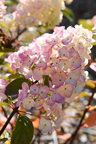 Suttons Hydrangea paniculata 'Sundae Fraise' Hardy Perennial Pink & White Shrub Garden Flowers Plants for Hydrangeas for Border & Pots 7.5L - 10L Pot