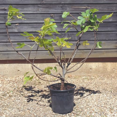 Ficus carica Standard (40cm Stem) 12 Litre Pot x 1 - Hardy Outdoor UK Fruiting Tree for Sweet Juicy Figs - Thompson & Morgan