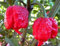 200 Samen Riesen Gewürze Spicy Red Chili Hot Pepper Samen Pflanzen Topf Bonsai-Garten Hof Balkon Pflanzensamen der neuen Ankunfts-5