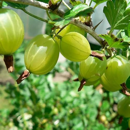 1 PIANTA DI UVA SPINA VERDE HINNONMAKI GRUN IN VASO 2 LITRI FRUTTI DA GIUGNO