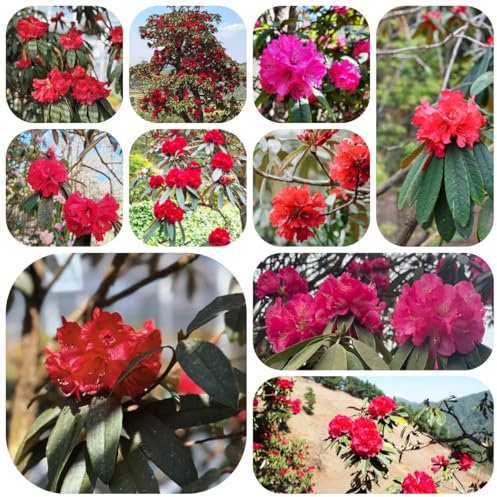 semi di rododendro piante esotiche arbusti resistenti semi fioriti piante d'appartamento di alberi fiori da giardino all'esterno fiori in vaso azalea decorative giardino interno - 350pcs