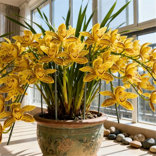 Varietà rara - Orchidea Cymbidium perenne resistente al freddo - Rizoma di orchidea Cymbidium - Decorazione per scrivania e davanzale-3 PCS-J