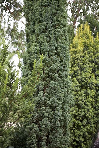 Taxus baccata 'Fastigiata Robusta' 30–40 cm – Winterhart, Immergrün, Pflegeleicht – Säulen-Eibe – Heckenpflanze für Garten & Sichtschutz