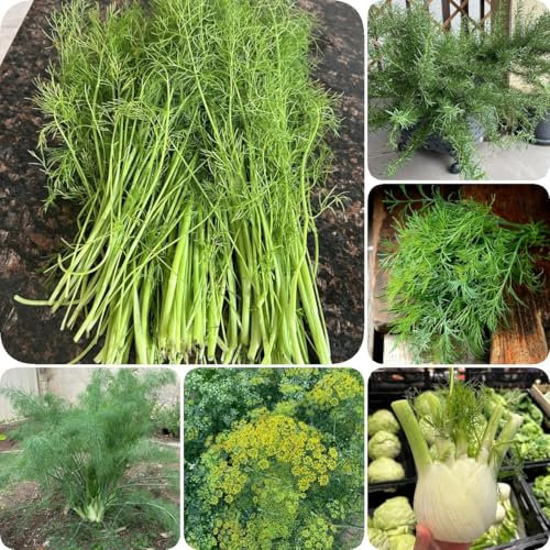 500 pcs Fenchel Saatgut - Fenchelsamen - heilkräuter, winterharte pflanzen für garten Fenchelsamen Bio - gartenkräuter samen balkongewächshäuser Balkon Gemüse Deko Pflanzen Seed Best