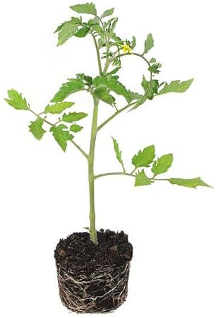 Tomatera Natural Planta de Riego Moderado Ideal para Cultivar en Casa