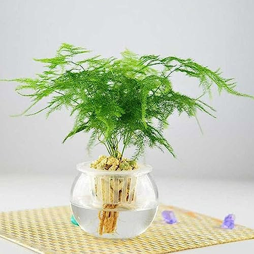 Generic Semillas de helecho de espárragos, 8 piezas/bolsa Semillas de helecho de espárragos Plantas trepadoras Purificación de aire Hierbas perennes Siembra de interior Semillas de bambú para o