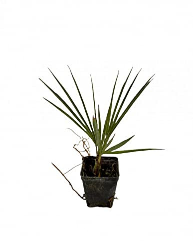 Pianta Washingtonia Filifera Vaso 7cm
