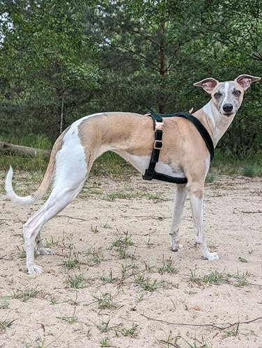EDEL&SCHNELL Whippet, Windspiel, Galgo Greyhound Windhund Hundegeschirr verstellbar dunkelgrün Größe XS Geschirr für kleine Hunde aus Samt