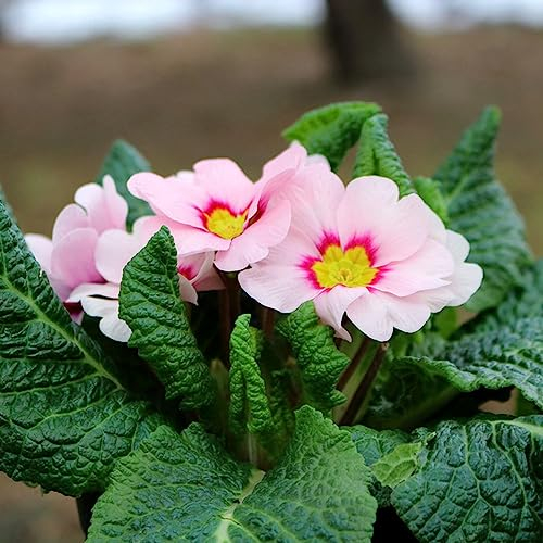 350 pcs primeln saatgut bio samen - dekoration wohnzimmer bienen wiese primel,Primula malacoides, wildblumensamen wildblumen hochbeet balkon blumenwiese samen mehrjährig winterhart