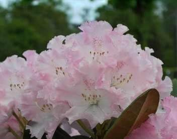 Rhododendron yakushimanum-hybride Catinka - Ball-Rhododendron Catinka - Ball-Alpenrose - 25-30 cm