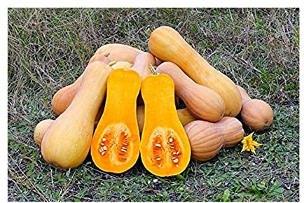 Stk - 5x Squash Hercules Cucurbita Moschata Moschus Kürbis Samen A386 - Seeds & Plants Shop by Ipsa