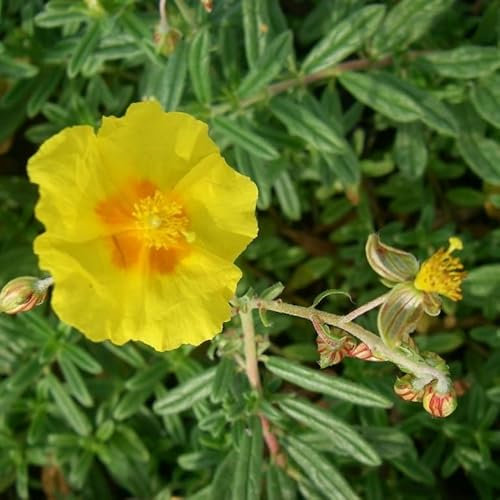6x Sonnenröschen 'Golden Queen' - Helianthemum ‘Golden Queen’ - Topf 9x9cm
