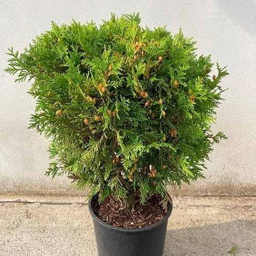 Pianta vera di Thuja occidentalis Tiny Tim - Diametro Vaso Ø 18 cm
