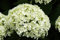 Hortensie Ballhortensie Annabelle Hydrangea arborescens Annabelle Containerware 40-60 cm hoch