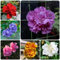 300 Pcs Hibiskus Pflanze Samen - Hibiscus Syriacus - Saatgut Blumenbeet, Exotische Pflanzen Winterhart Sträucher Hibiskusblüten Saatgut, Deko Blumen, Bonsai Samen Winterharte Pflanzen
