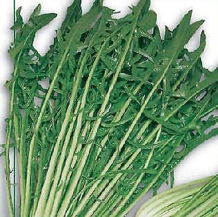 Cicoria Catalogna Pugliese Cichorium 2000 Semi