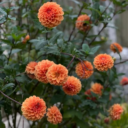 tubérculos de dalia resistentes - jardín perennes Decoración 2pcs