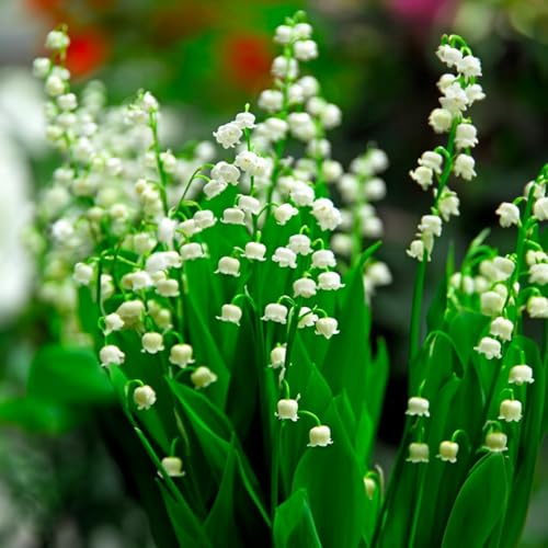 5 bulbs by Convallaria majalis (Lily of the Valley) | Bulbs from the best Dutch producers | Exclusive selection and quality control | Guaranteed flowering (5 bulbs by Convallaria majalis