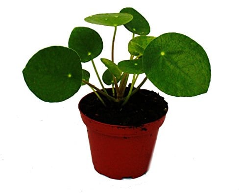 Exotenherz - Mini - Pilea peperomioides - Glückstaler - Chinesischer Geldbaum - Bauchnabelpflanze im 5,5cm Topf