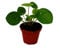 Exotenherz - Mini - Pilea peperomioides - Glückstaler - Chinesischer Geldbaum - Bauchnabelpflanze im 5,5cm Topf