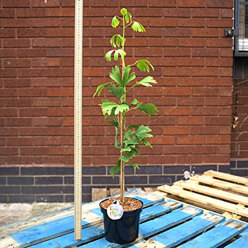 2 x Ginkgo Biloba Maidenhair Tree in vaso da 20 cm, grande siepe da esterno 85-95 cm di altezza