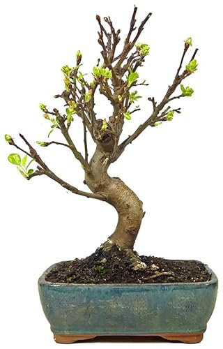 DECOALIVE Bonsái Manzano PREMIUM Árbol Malus Natural