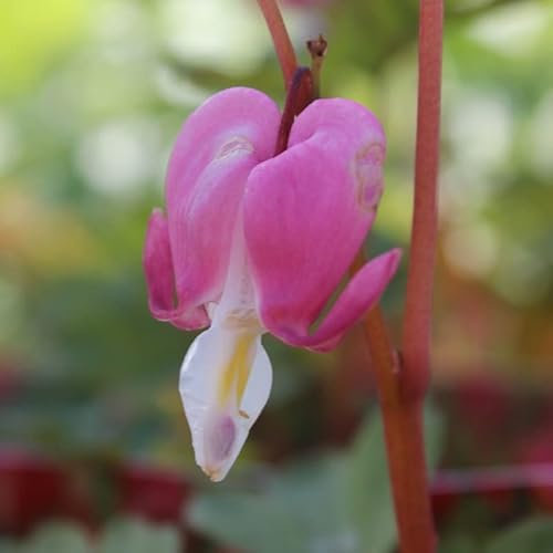 6x Hohe Herzblume - Dicentra spectabilis - Topf 9x9cm
