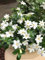Gardenia jasminoides Kleim's Hardy pianta in vaso ø17 cm Vivaio di Castelletto
